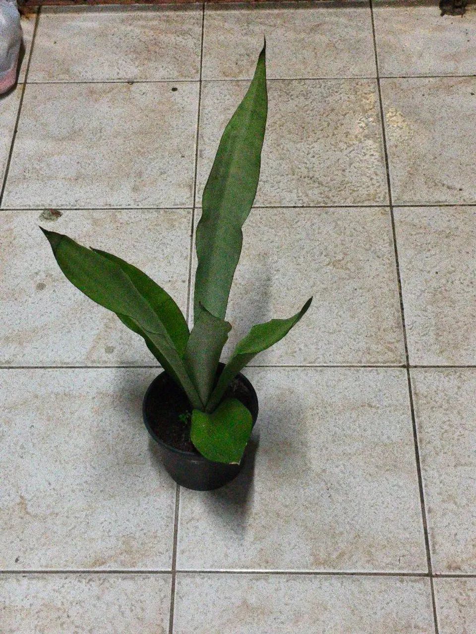 Espada prateada - Foto 3
