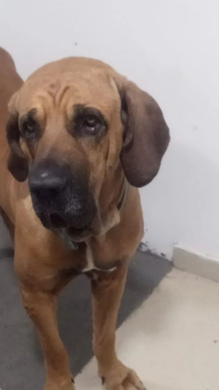 Cachorro Fila brasileiro  - Foto 3