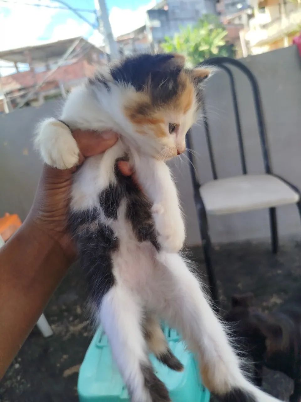 Doa-se gatinhos  - Foto 4
