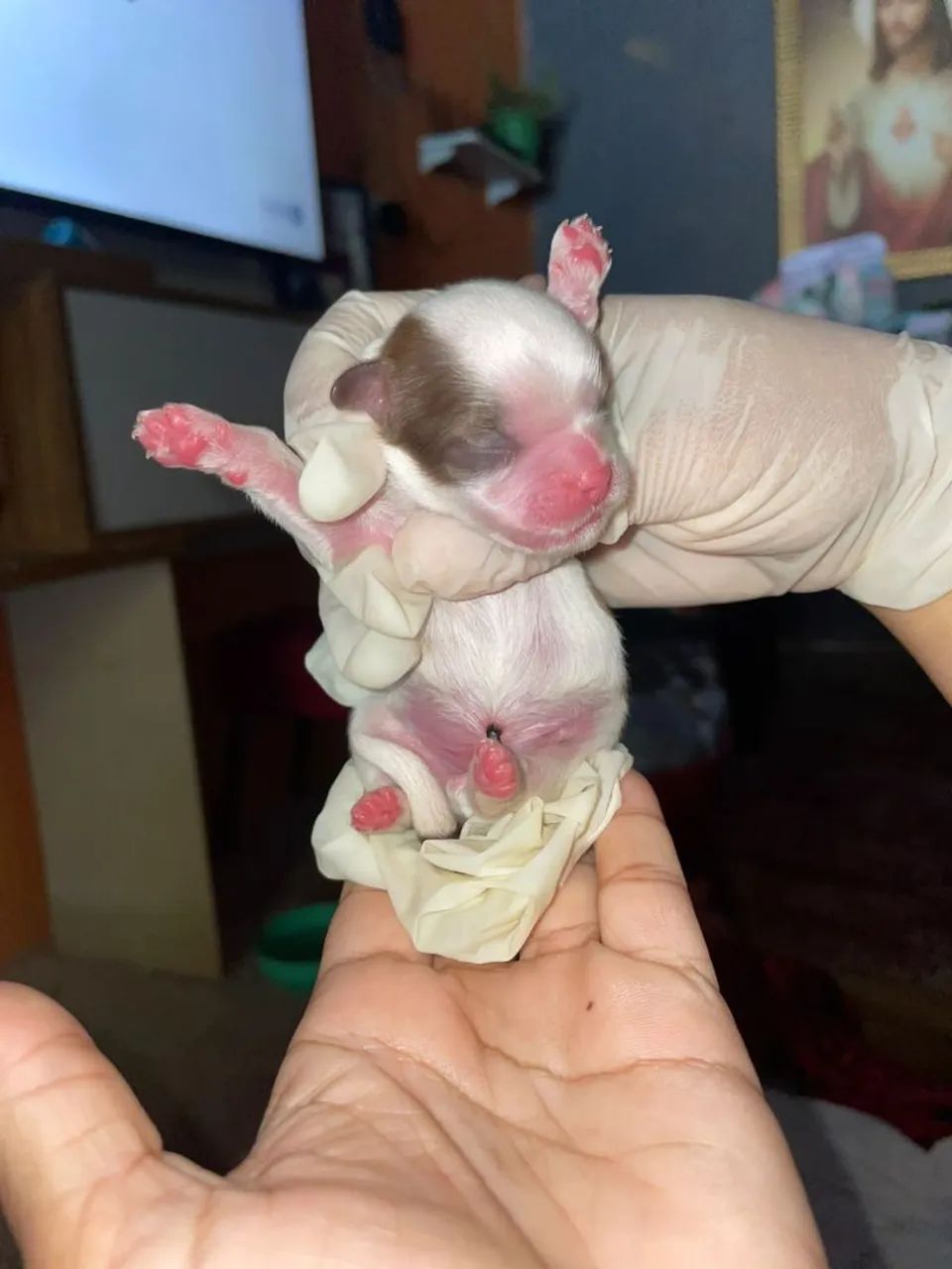 Vendas Cachorros, Shitzus - Foto 3