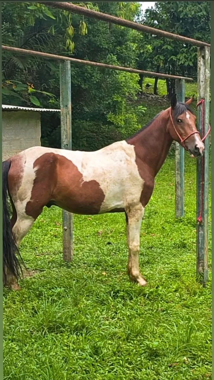Cavalo Pampa de Castanho Mangalarga - Foto 4