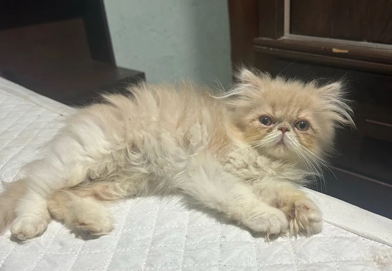 Gato persa  - Foto 5