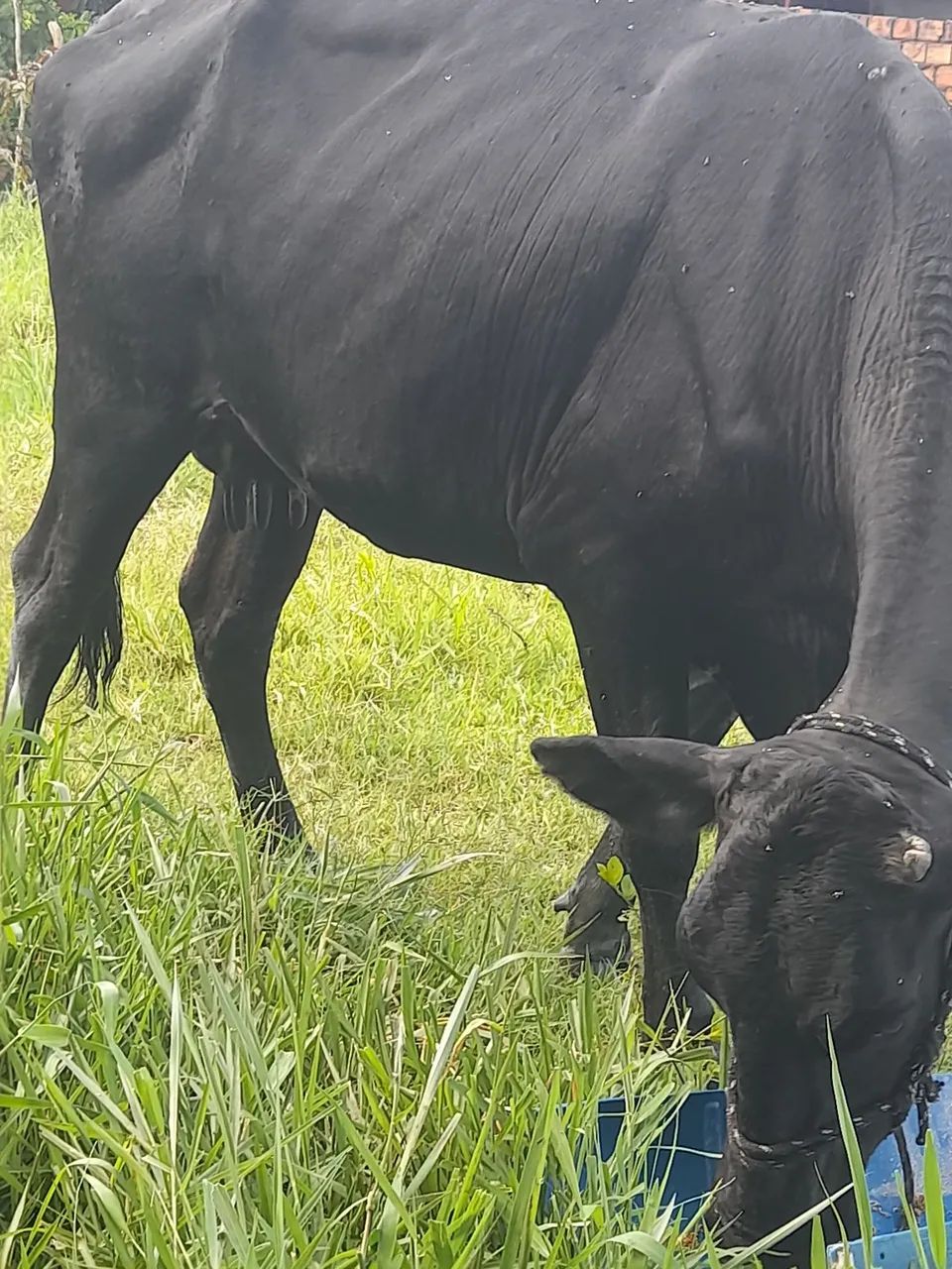 Vaca pra vender  - Foto 2