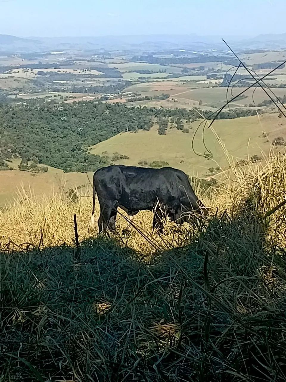 2 Bezerros  - Foto 2