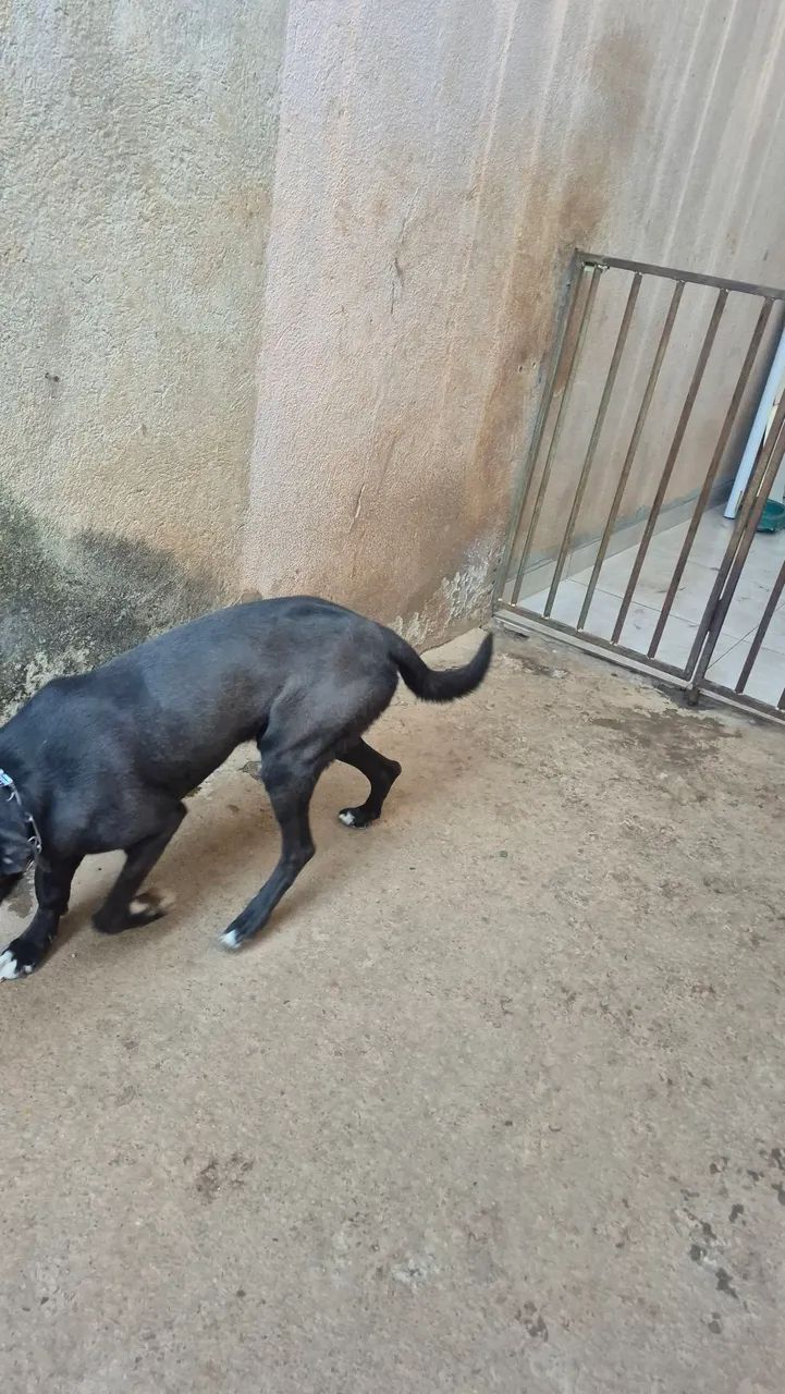 Cãozinho para doação dócil e castrado - Foto 4