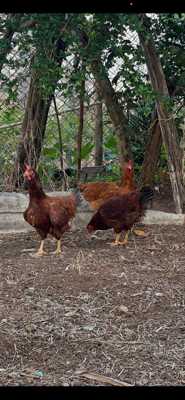Aves - Foto 2