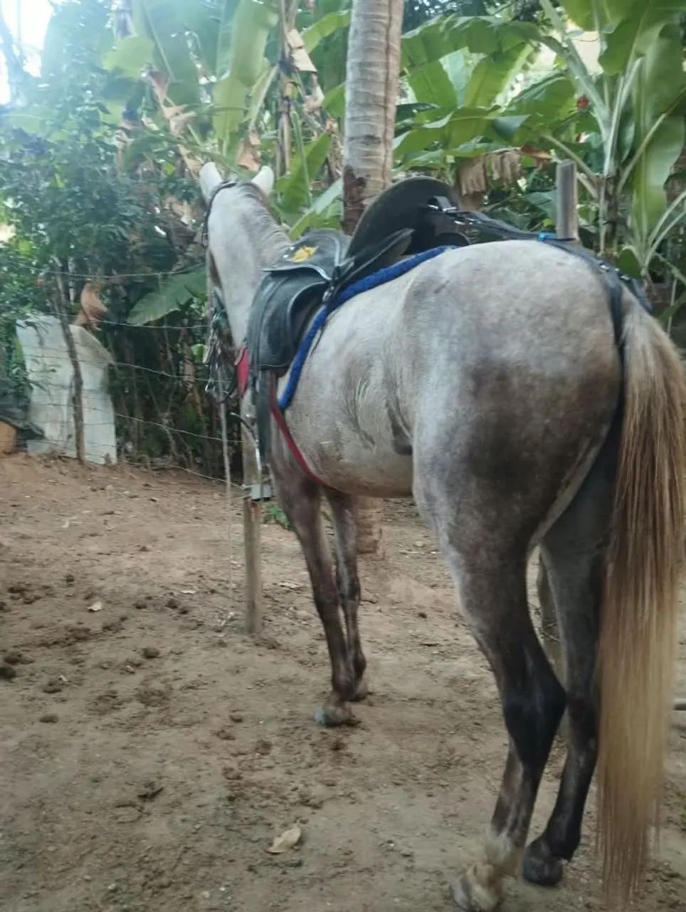 Cavalo 