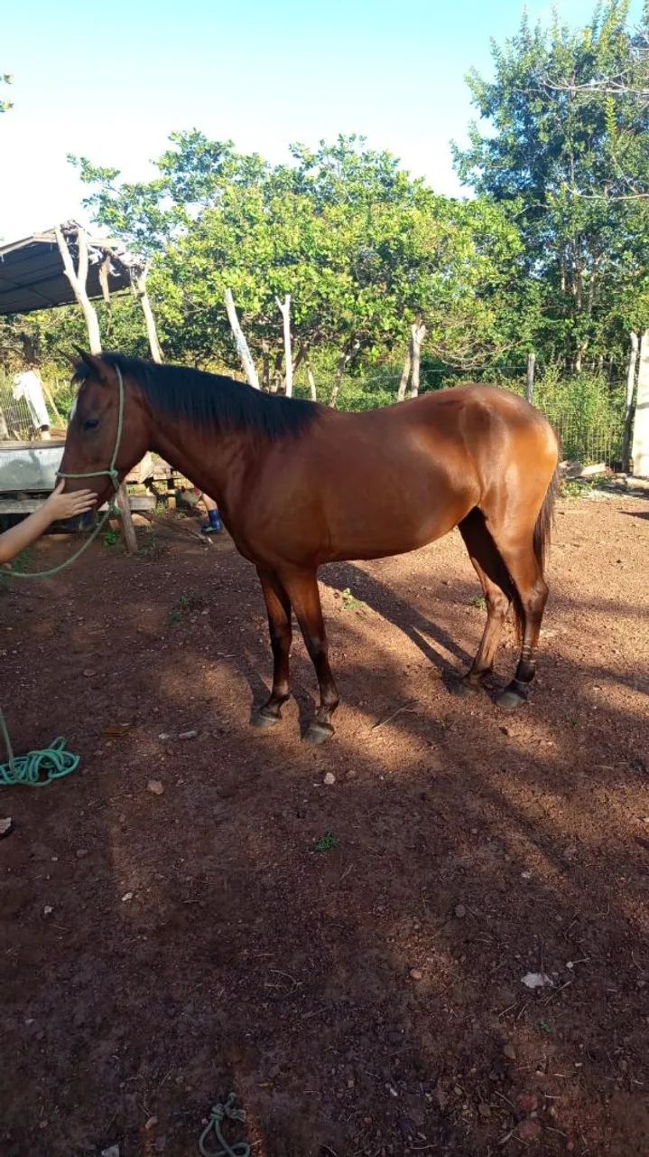 Potra 4 anos - Foto 4