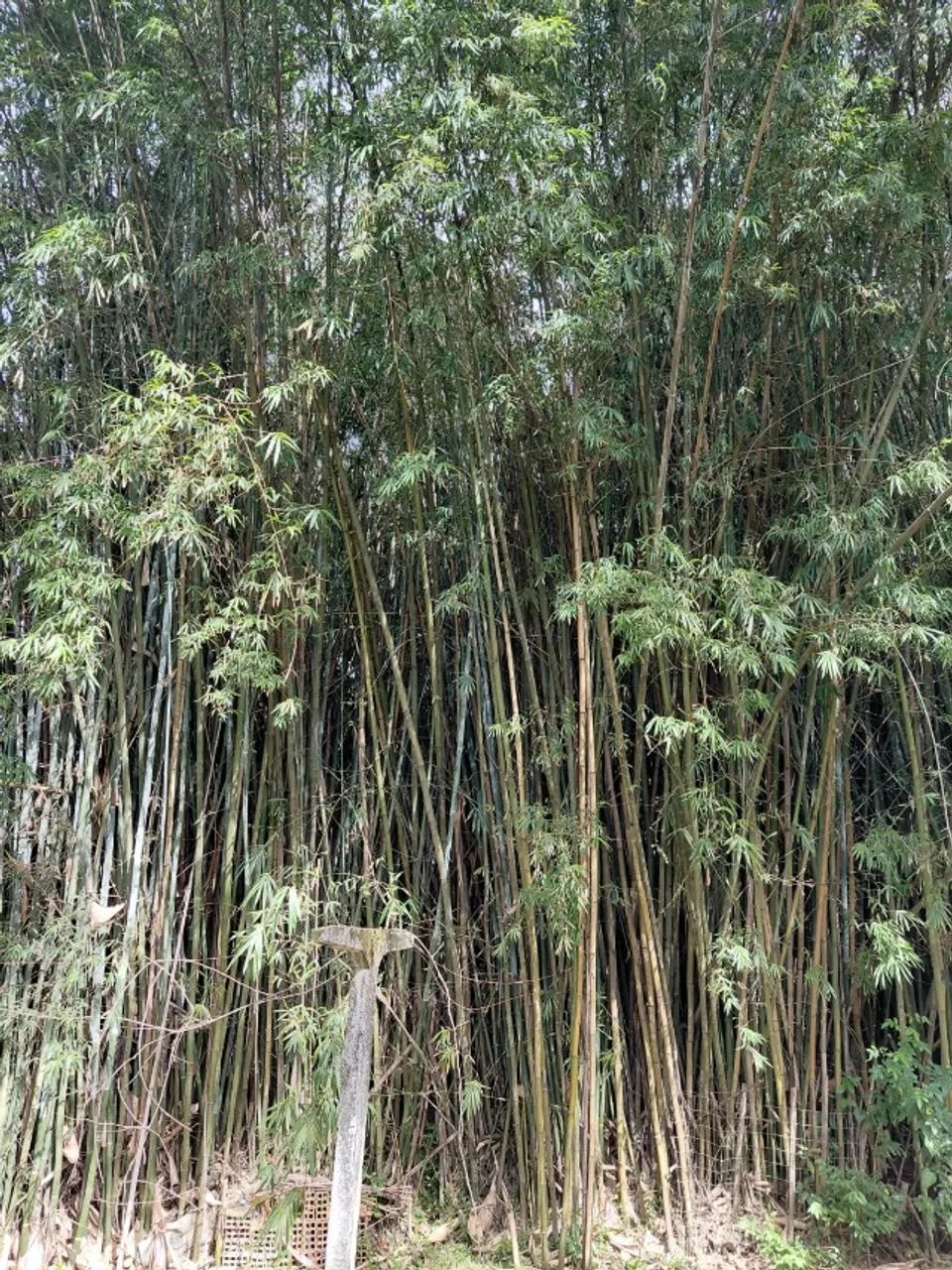 BAMBU - VARAS DE BAMBU VERDE GIGANTE - Foto 2