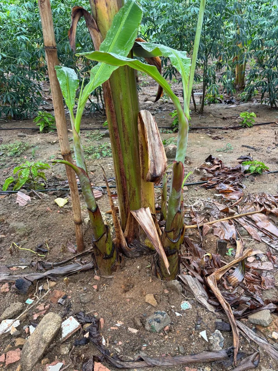 Mudas banana da terra - Foto 5