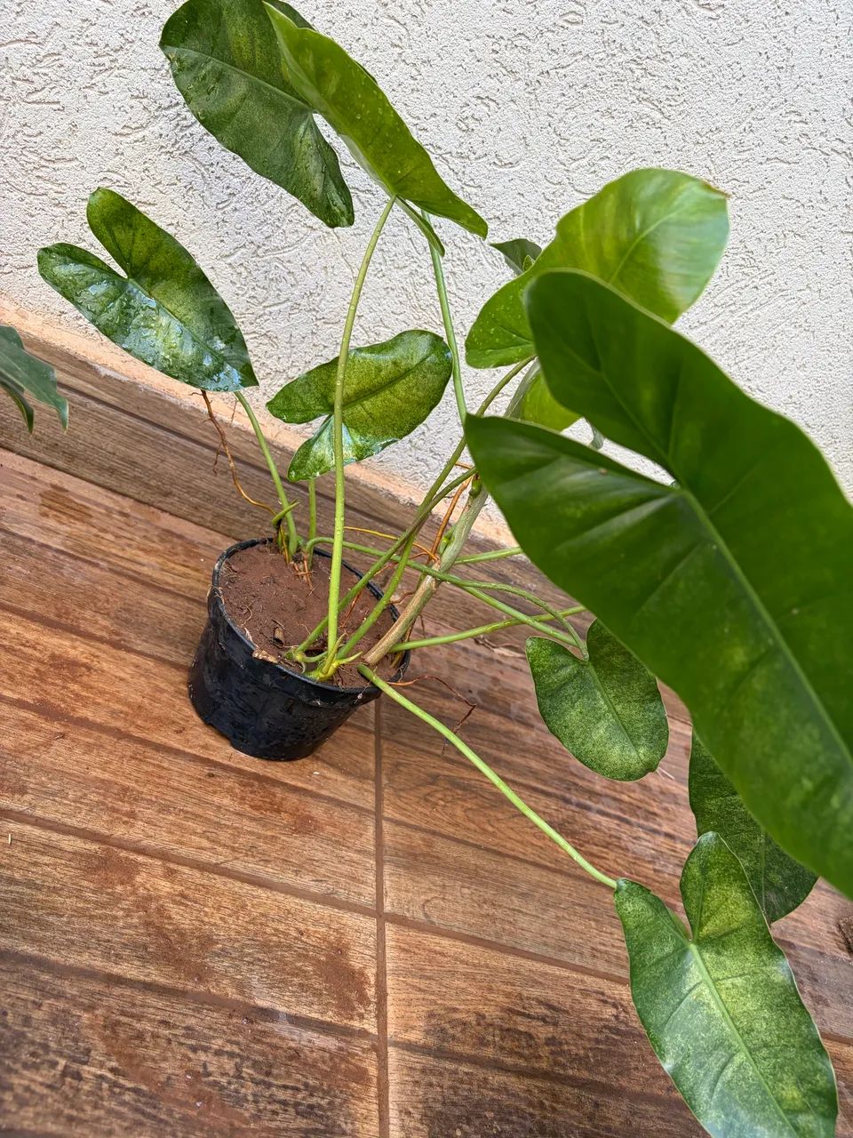 PHILODENDRON IMBE - Foto 5