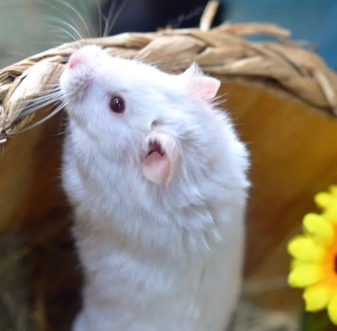 Hamster sírio e anão russo Twister coelhos calopsita porquinho filhotes e adultos  - Foto 2