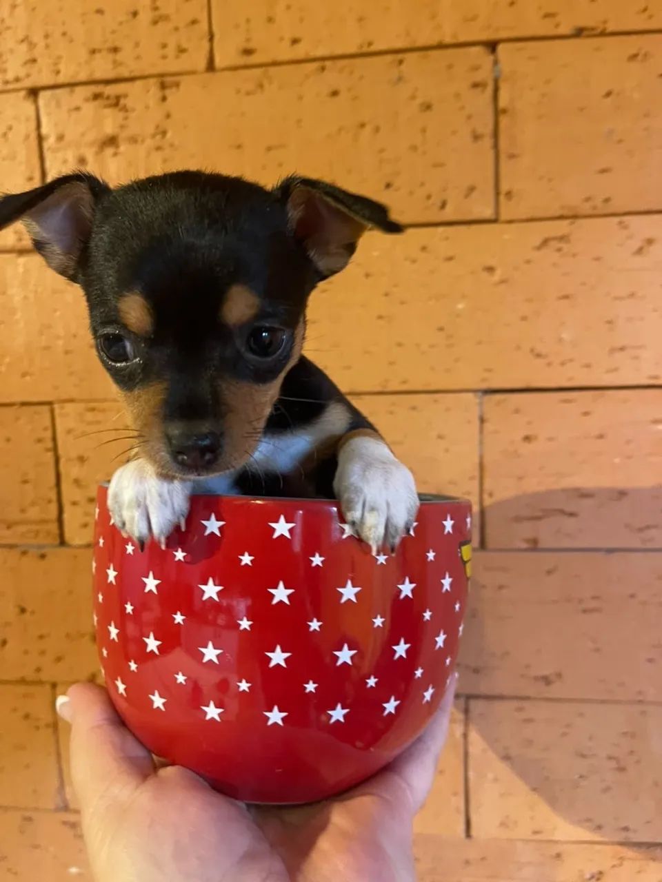 Pinscher fêmea  - Foto 2