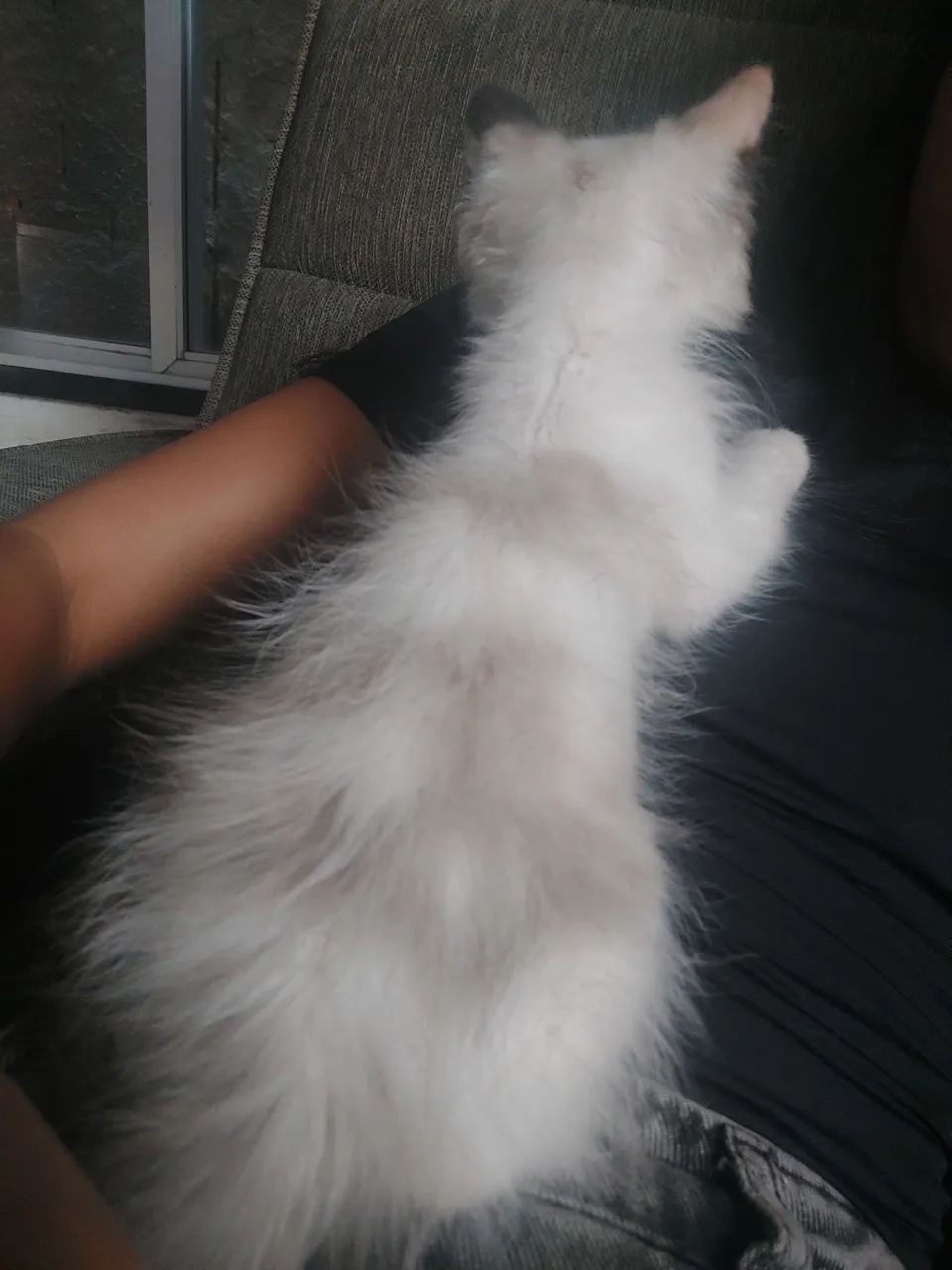 Doação de gata - Foto 4