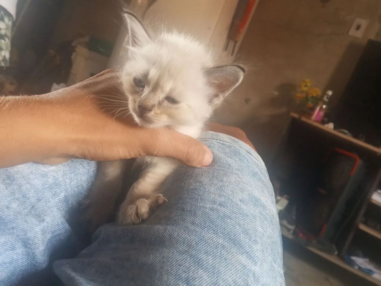Gato 