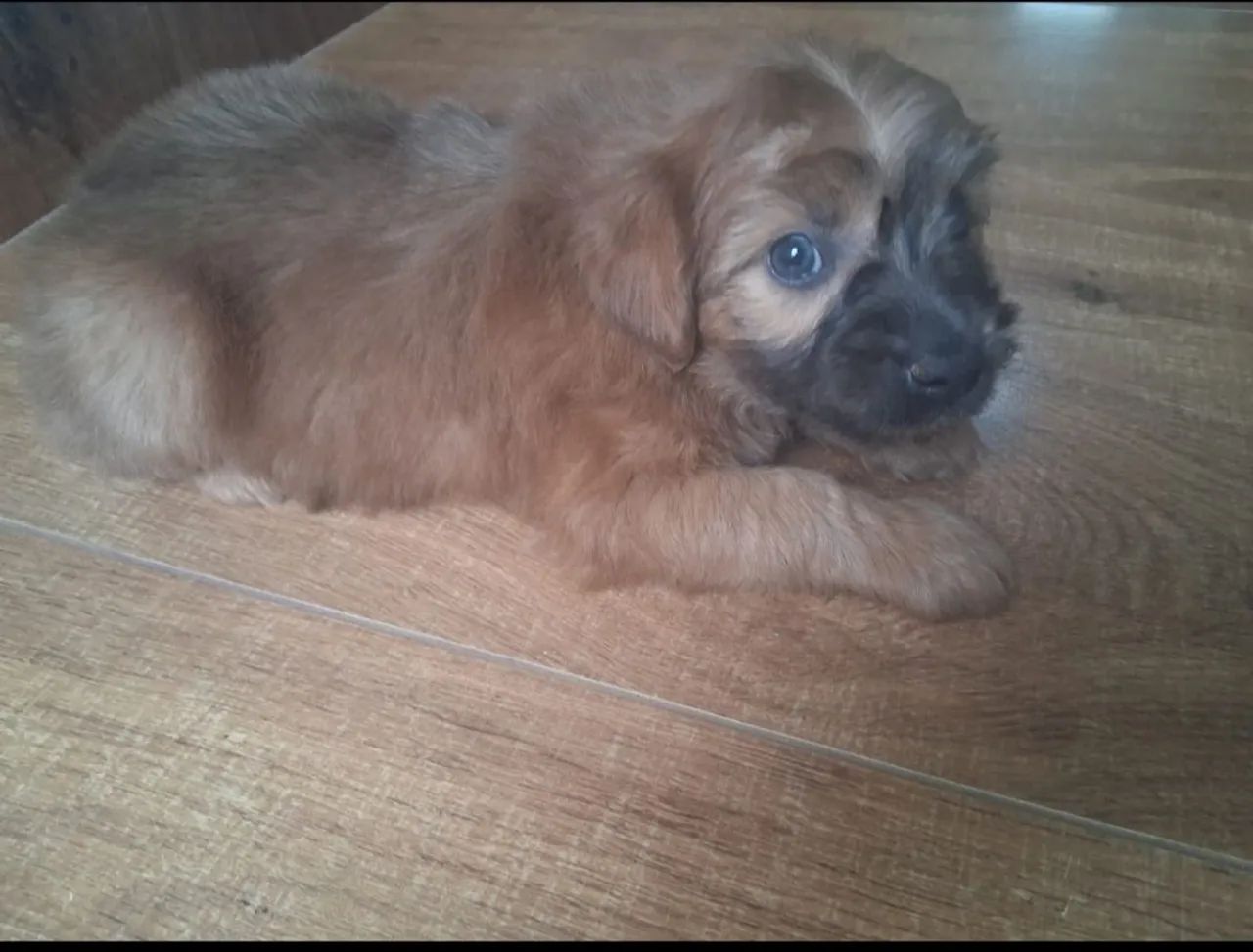 Cachorro Yorkshire  - Foto 2