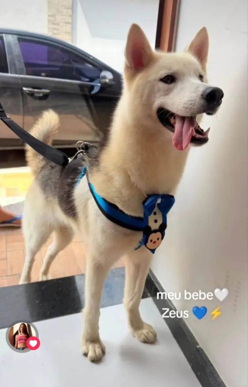 Cachorro de raça 
