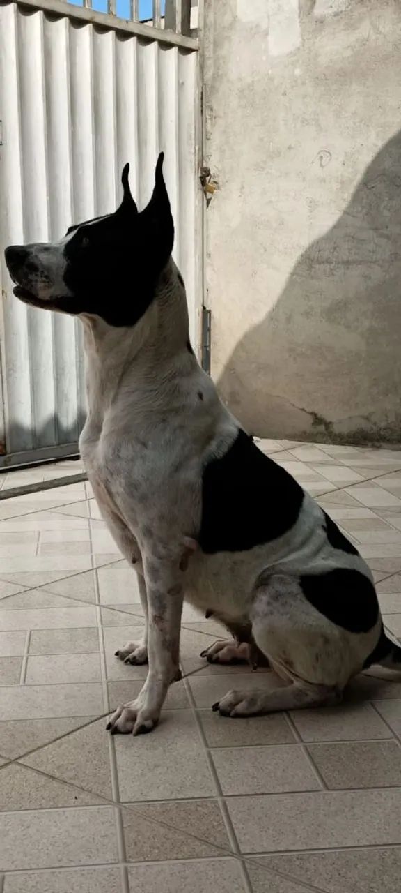 Doação de cadela  - Foto 3