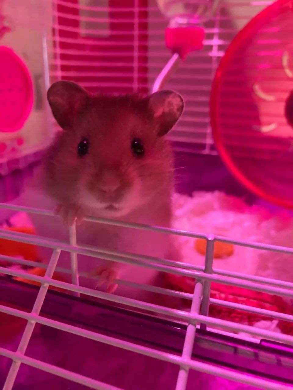 Hamster Fêmea  - Foto 2