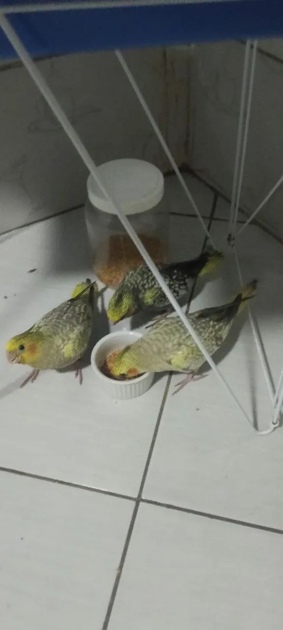 Ração para calopsitas  - Foto 2