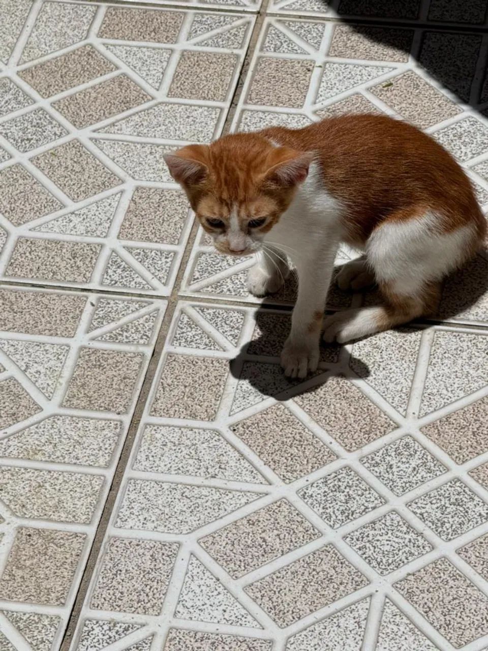 ADOÇÃO RESPONSÁVEL GATINHOS