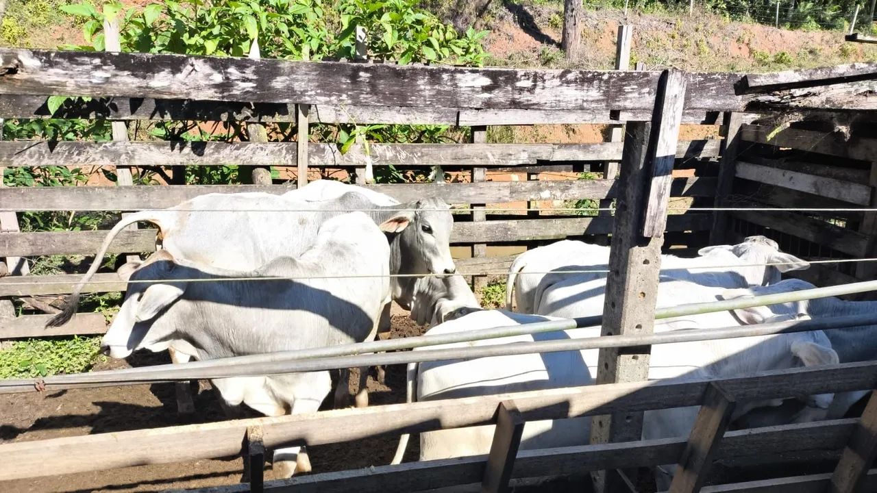 Bezerros e Novilhos - Foto 2