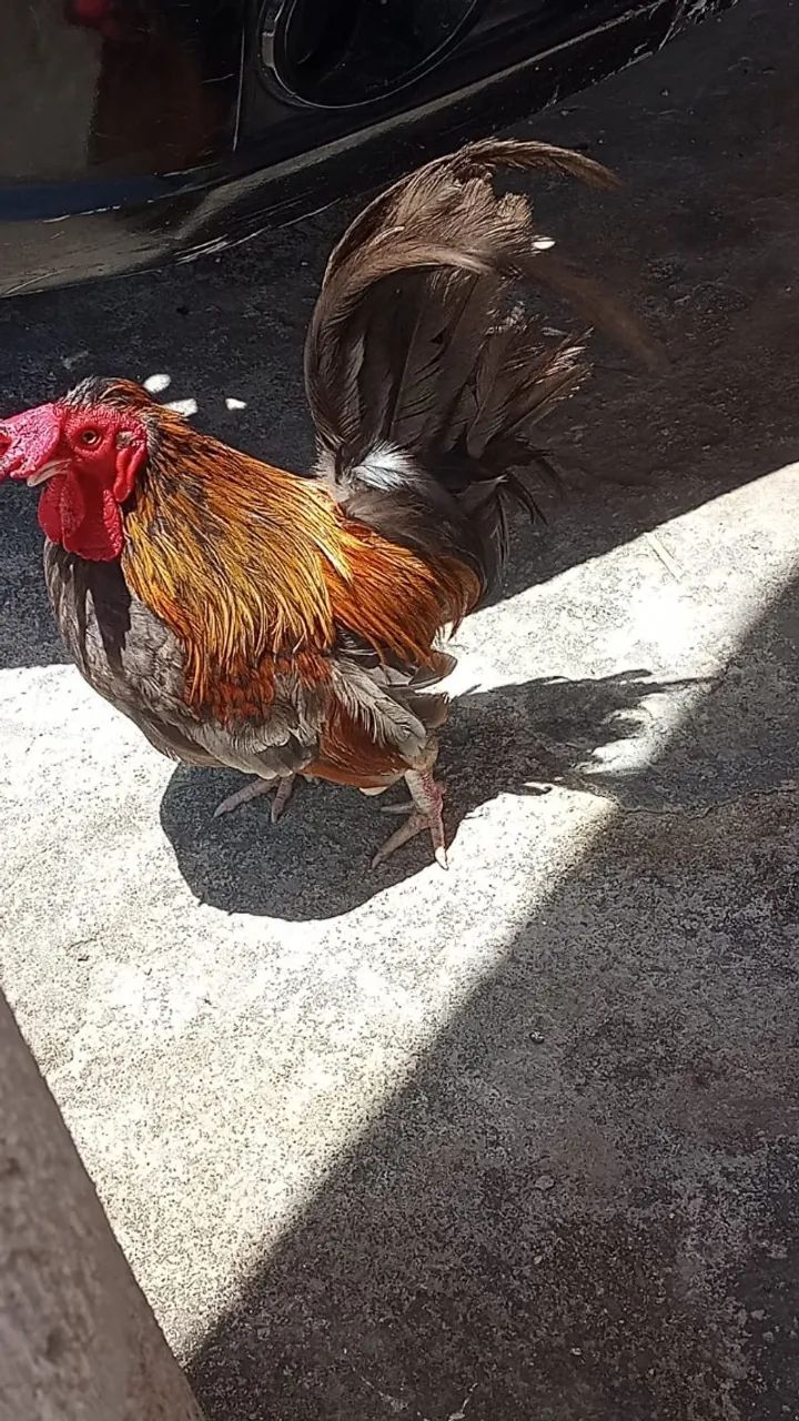 galo garnize