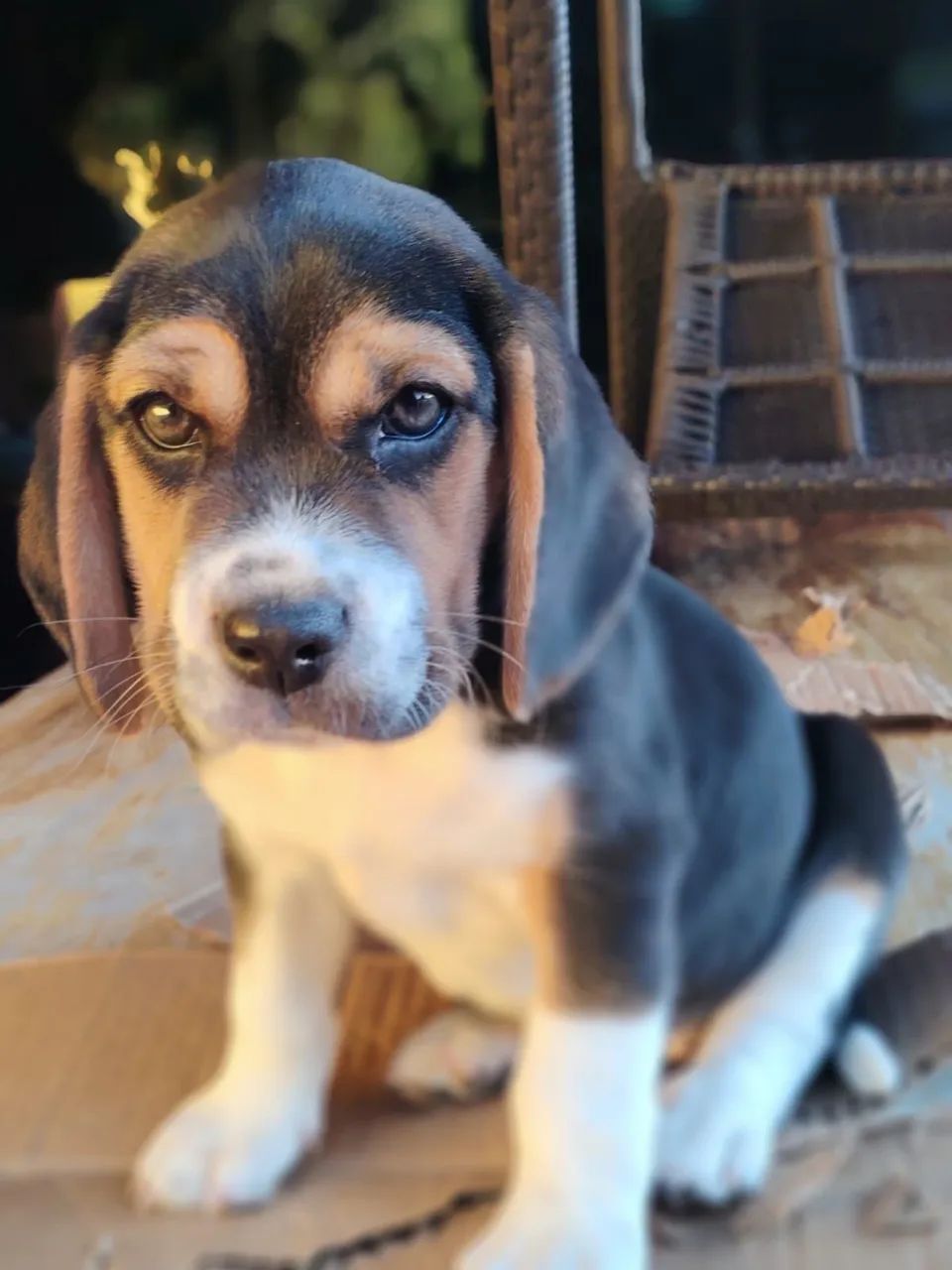 Filhote de Beagle  - Foto 3