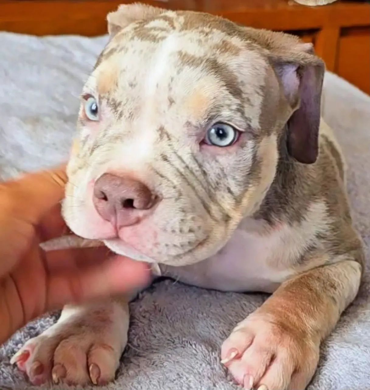 American Bully - Foto 5