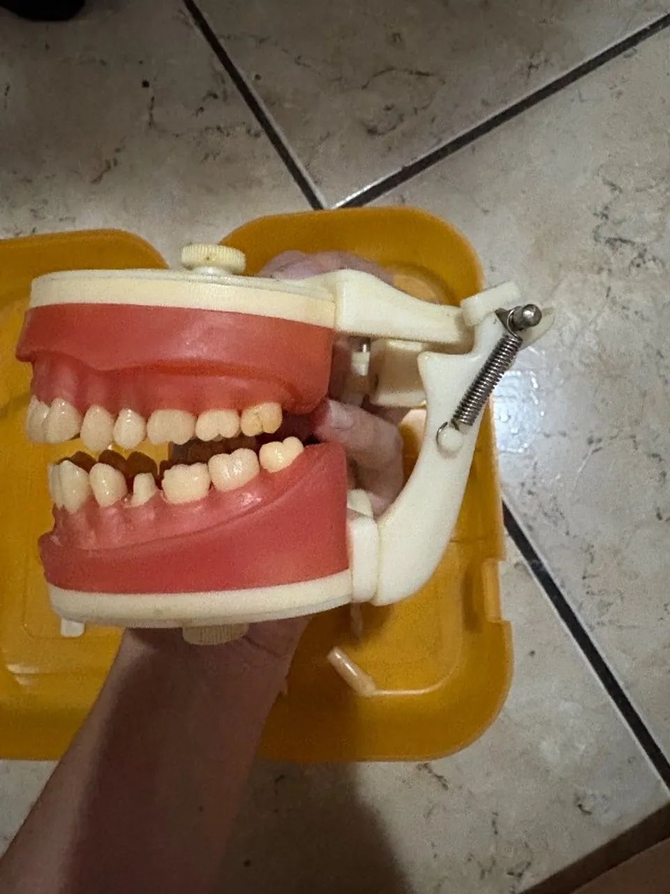 Manequim dentistica  - Foto 2