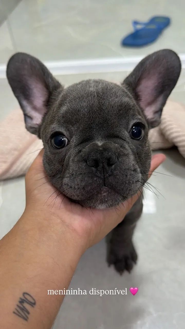 buldogue francês 