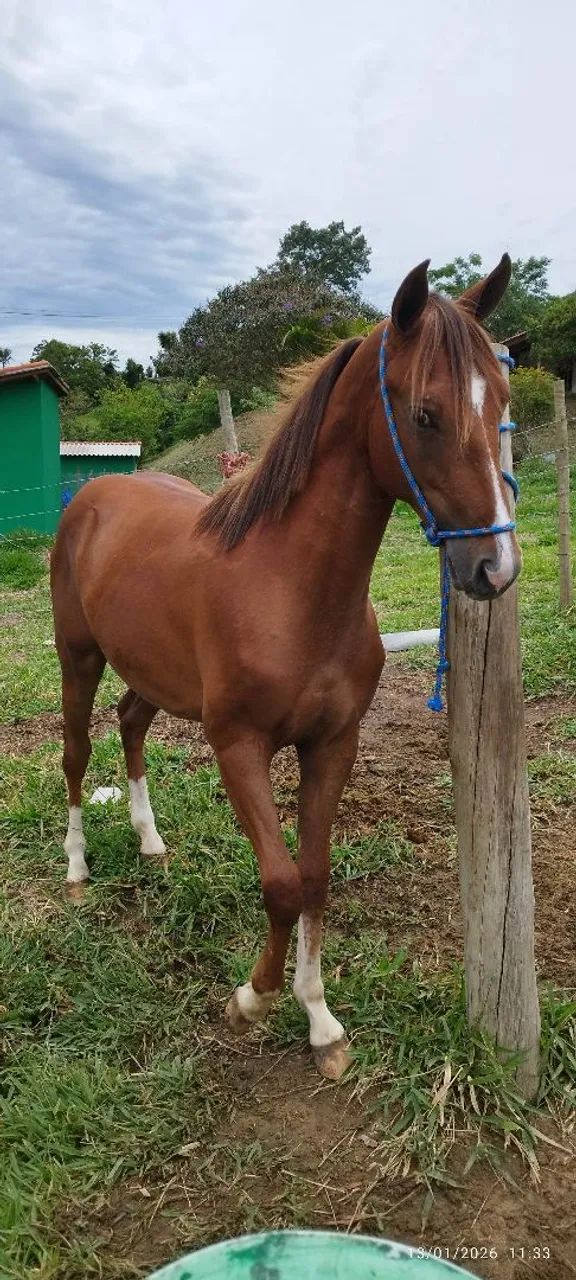 Potro quarto de milha