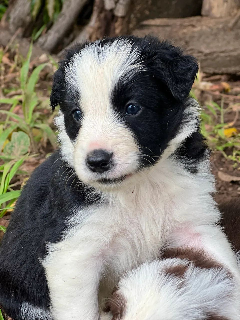FILHOTES DE BORDER COLLIE - 03 MACHOS DISPONÍVEIS - Foto 5