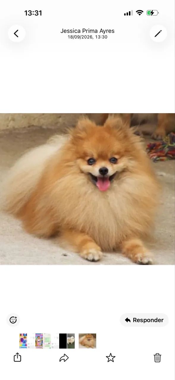 Cachorro  - Foto 2