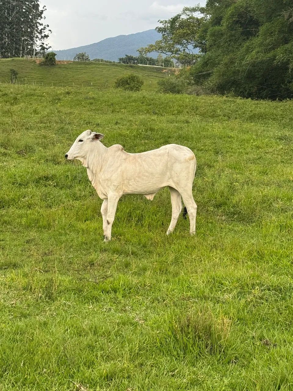 Vacas  - Foto 3