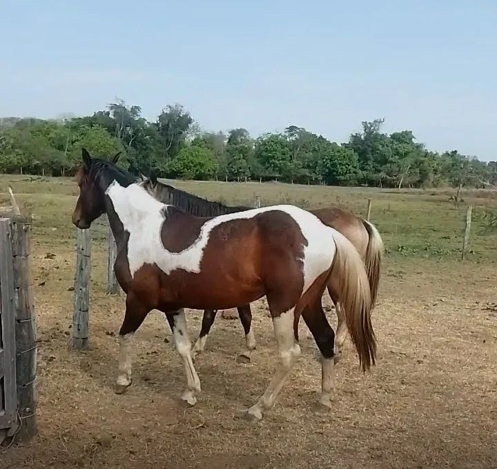 Cavalo  - Foto 5