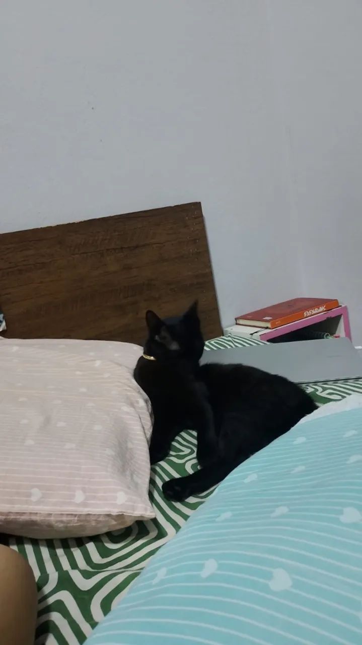 Doação de gato macho  - Foto 2