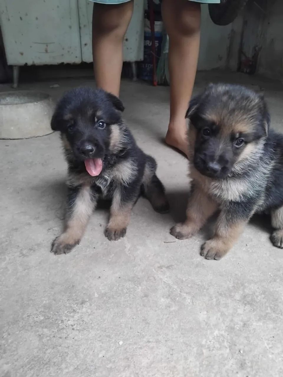 Vendo filhotes de pastor alemão  - Foto 5