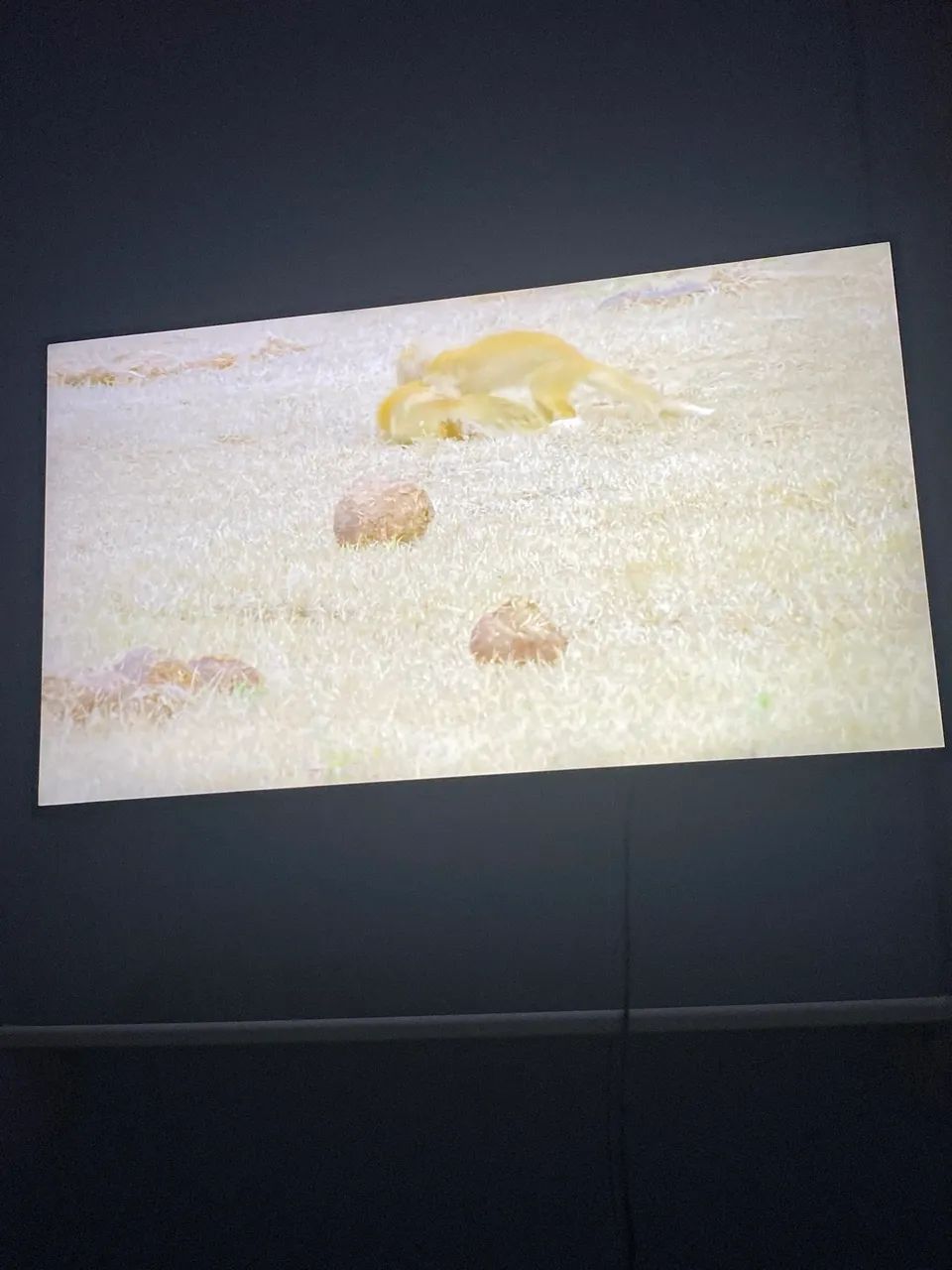 Televisão 