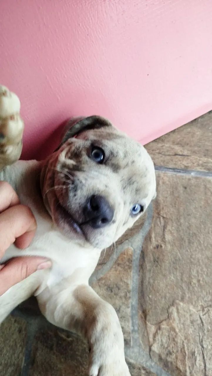 American Bully  - Foto 4