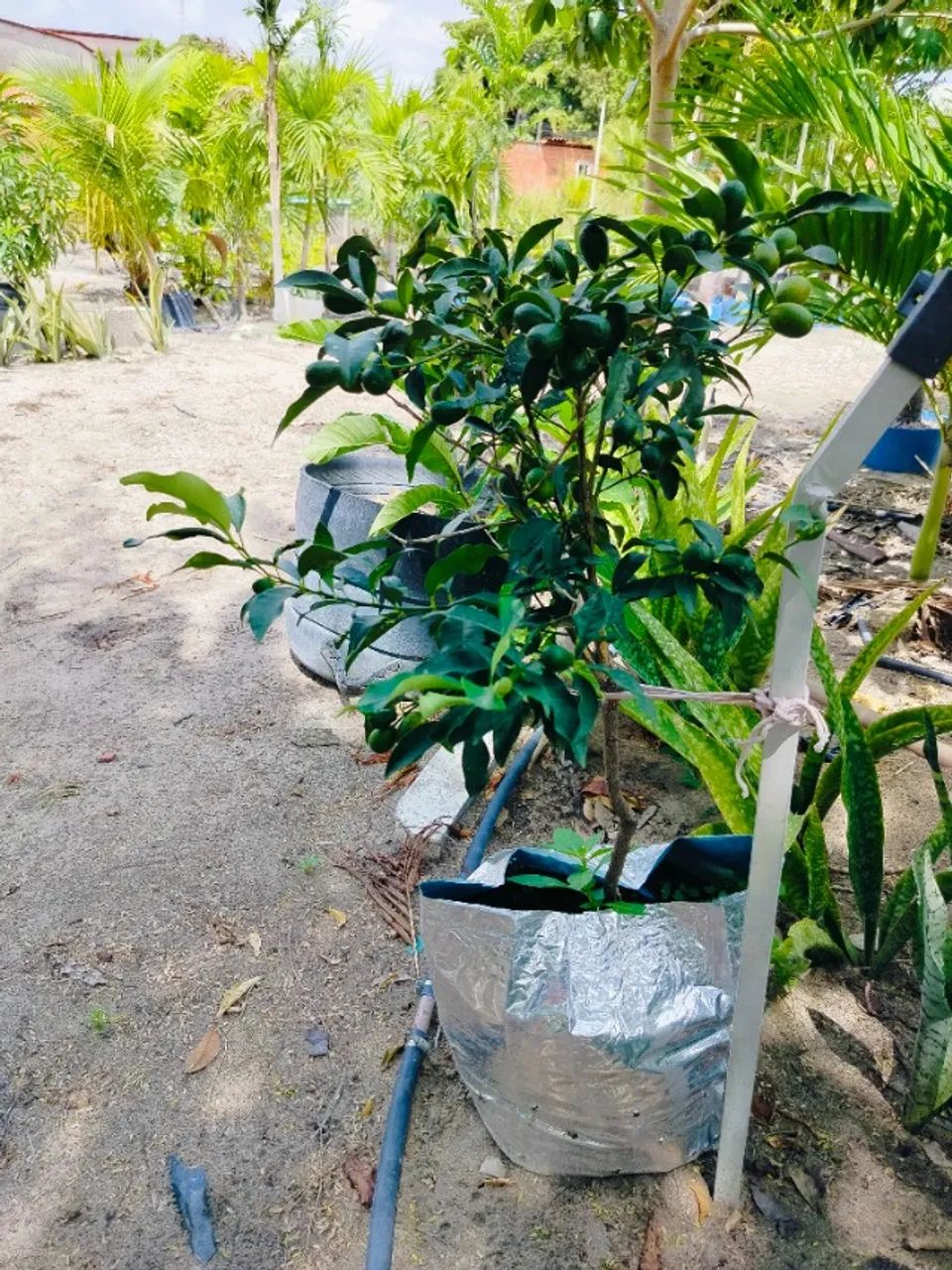 Mudas de limão e laranja kinkan já produzindo  - Foto 3