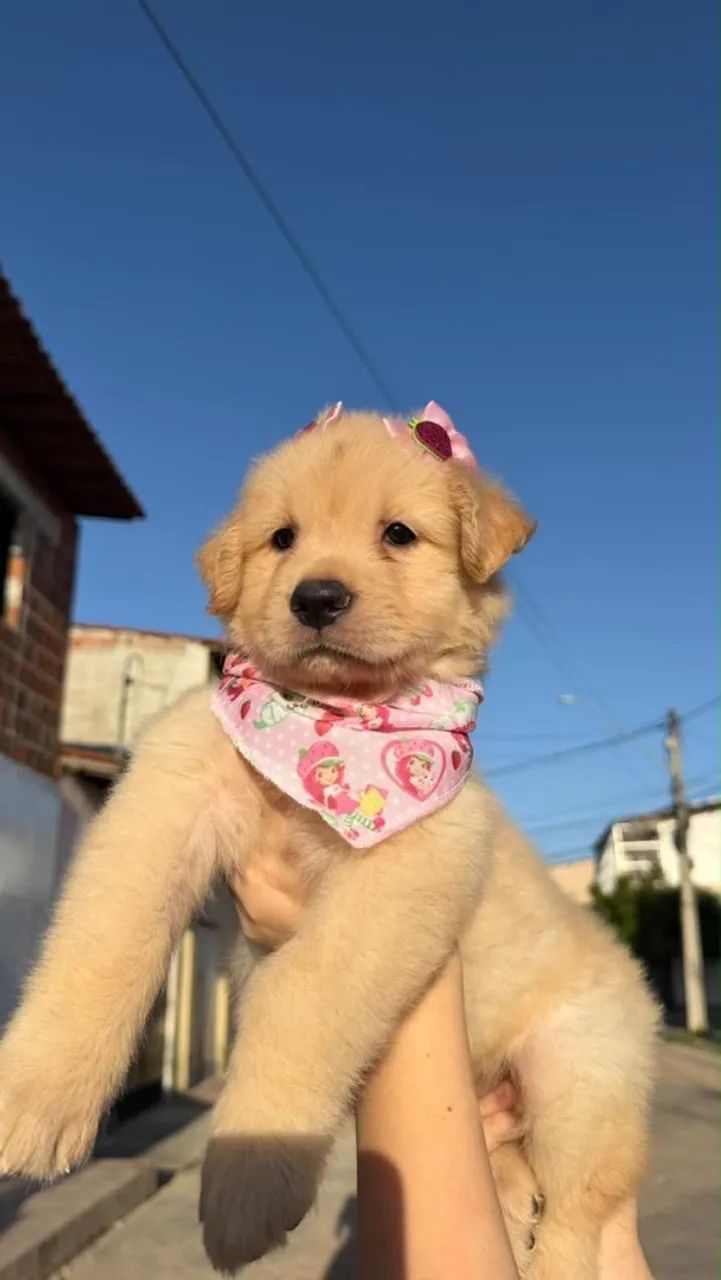 Filhotes golden RETRIVER  - Foto 4