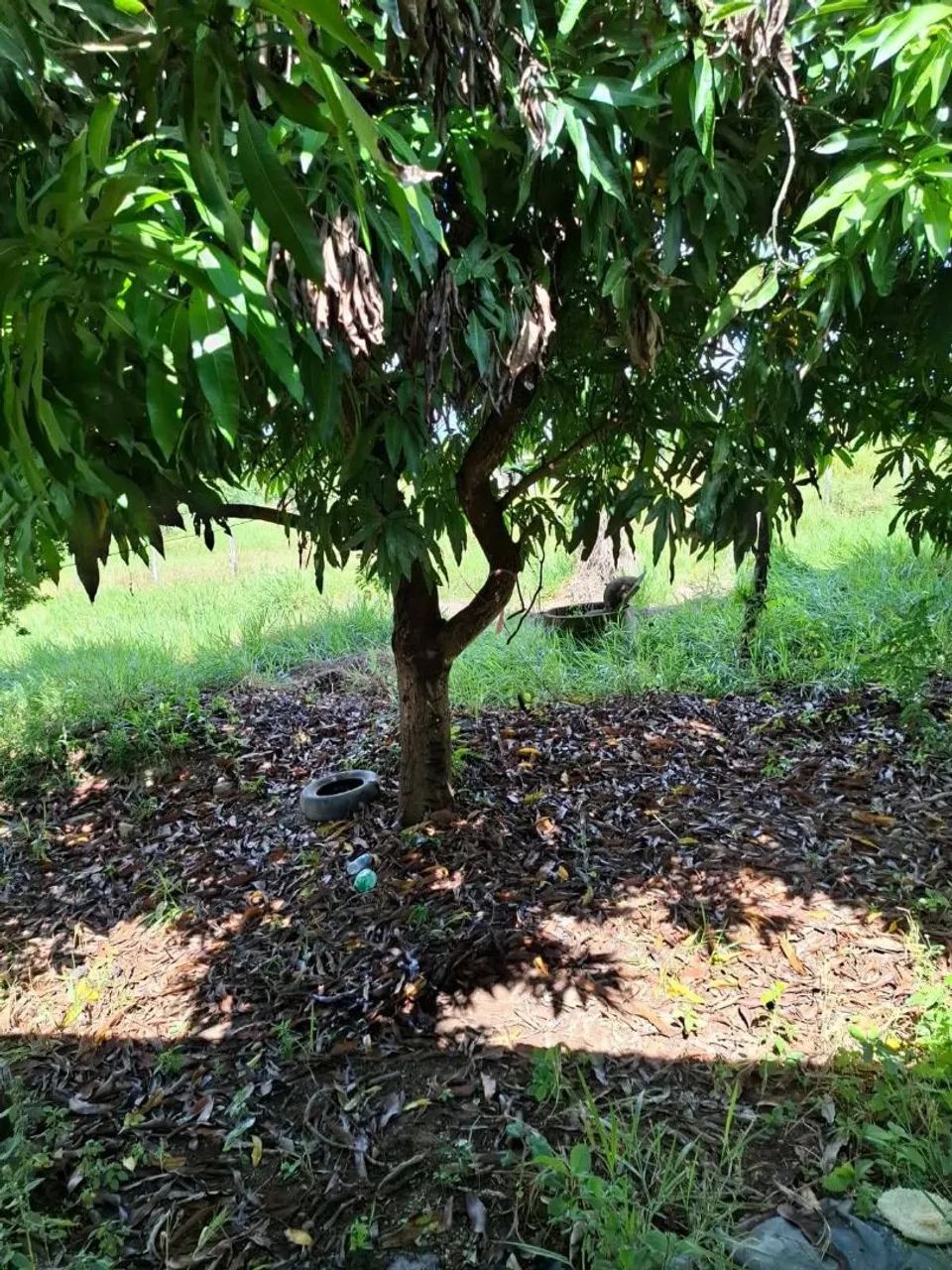 Chácara  - Foto 2