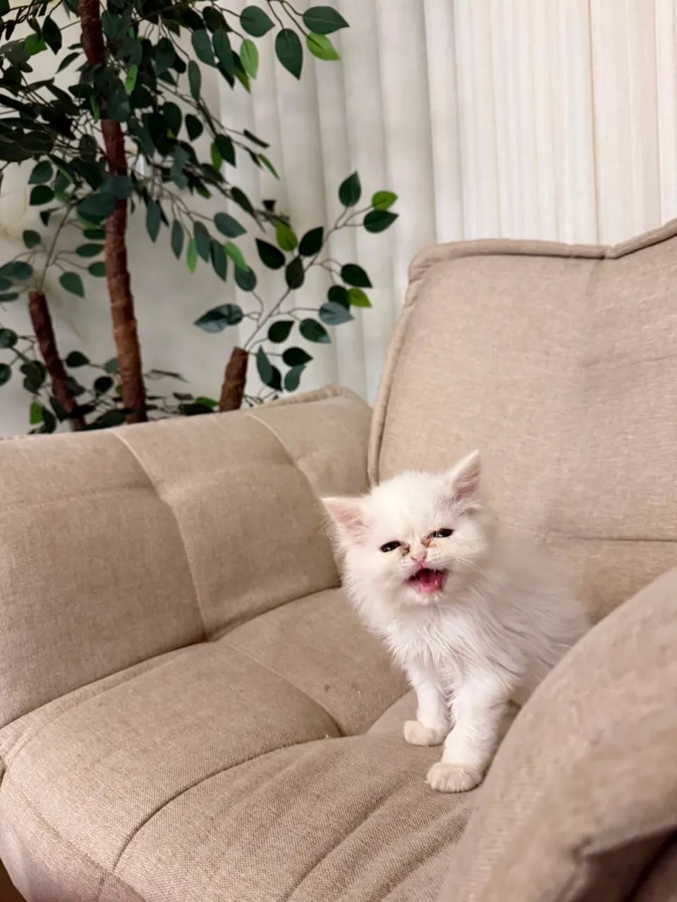 Vendo Gato persa  - Foto 2