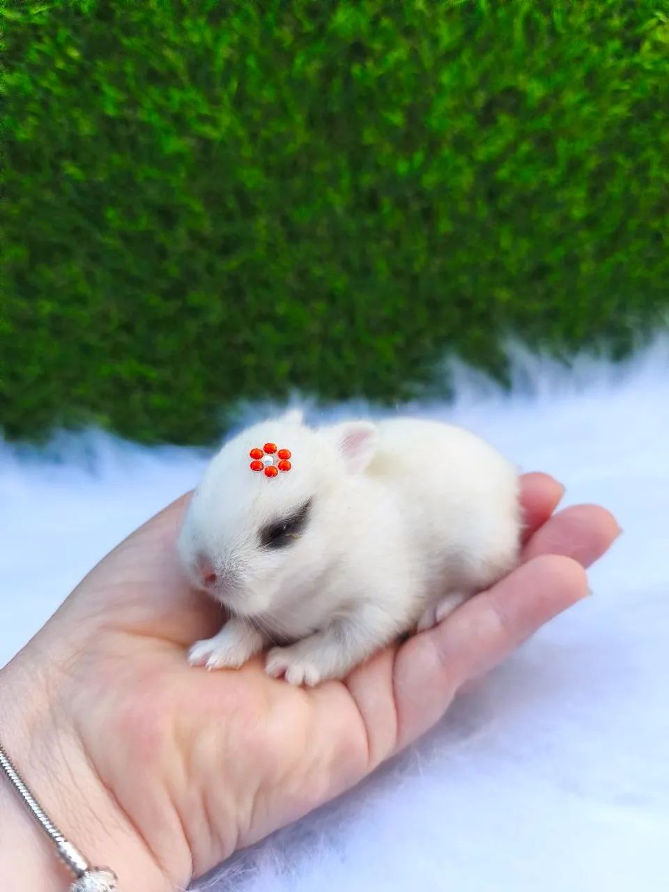 Coelho anão (Netherland Dwarf) - Foto 3