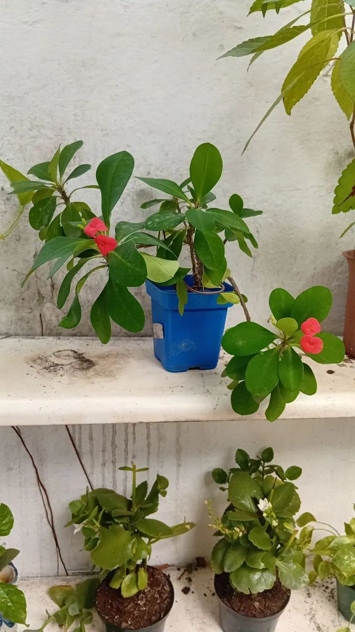 Muda de planta suculenta - Foto 2