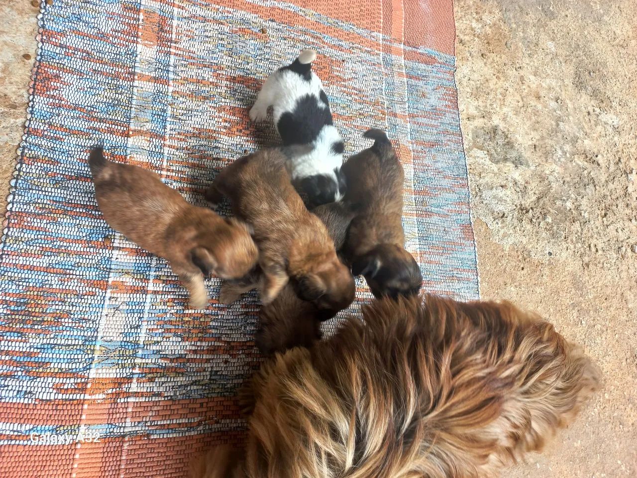 Ilhasa Apso - Foto 3