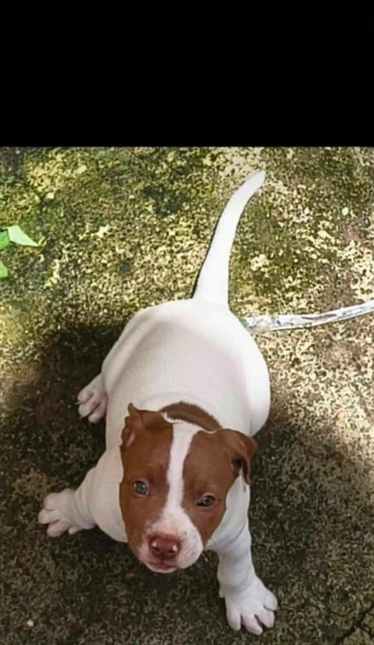 Pitbull RedNose legítimo  - Foto 2