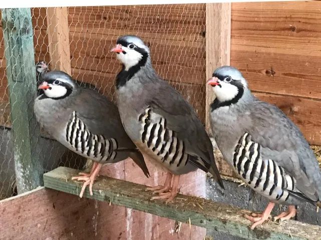 Codorna chukar  - Foto 3