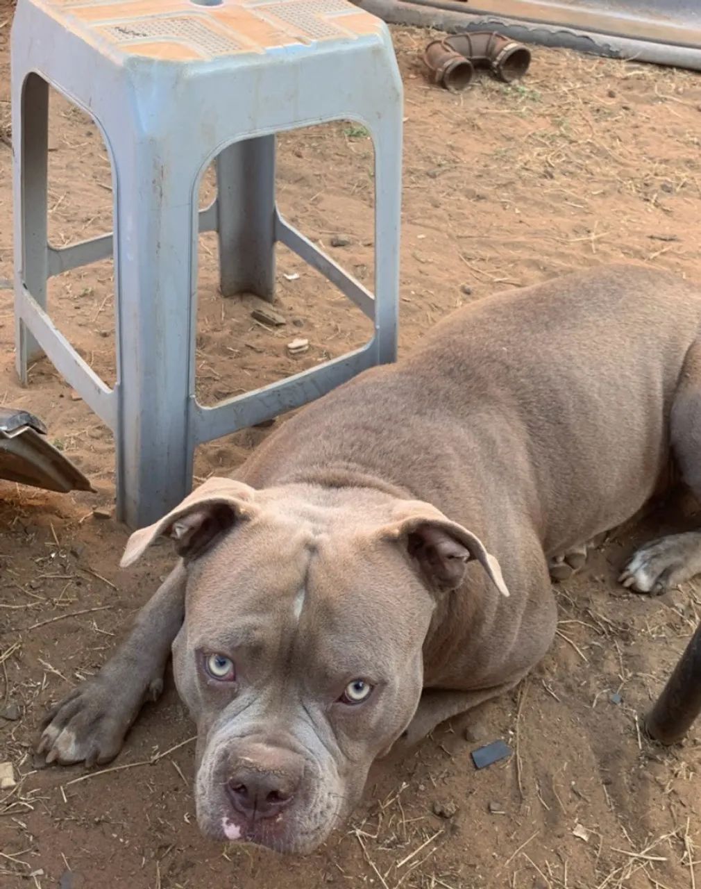 Vendo filhotes de pit bull  - Foto 4